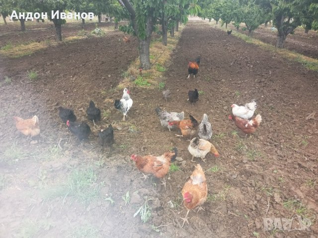 Яйца от домашни свободни кокошки за консумация и за разплод., снимка 6 - други­ - 35785868