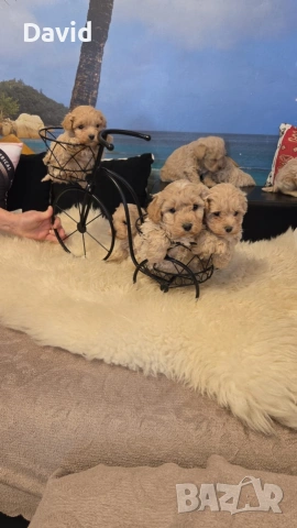 maltipoo, снимка 7 - Други - 53088252