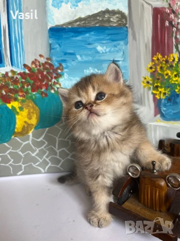 Британска късокосместа, снимка 1