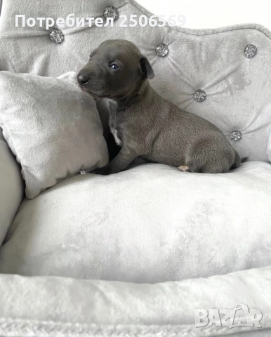 Продавам кученца италианска хрътка, снимка 15 - Хрътка - 52861468