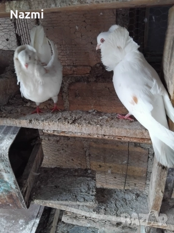 гълъби капуцини , снимка 3 - Гълъби - 51614753