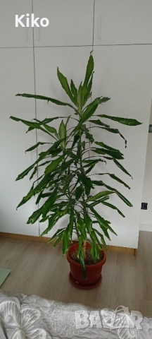 Палма Драцена - 170 см , снимка 7 - Стайни растения - 49345227