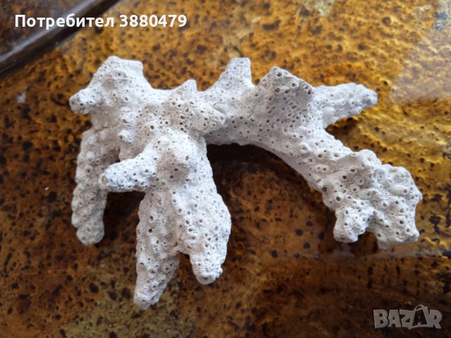 екзотичен корал от остров борнео, снимка 1