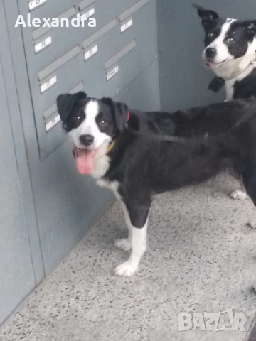 Разхождане и грижа за домашни любимци , снимка 8 - Ветеринари и услуги - 51072376