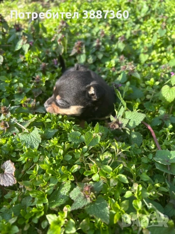 Продавам чистокръвен мъжки мини пинчер, снимка 3 - Пинчер - 53685019