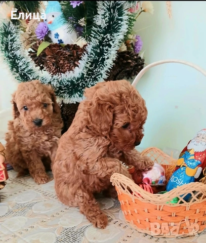 Пудел той , снимка 3 - Пудели - 51937148