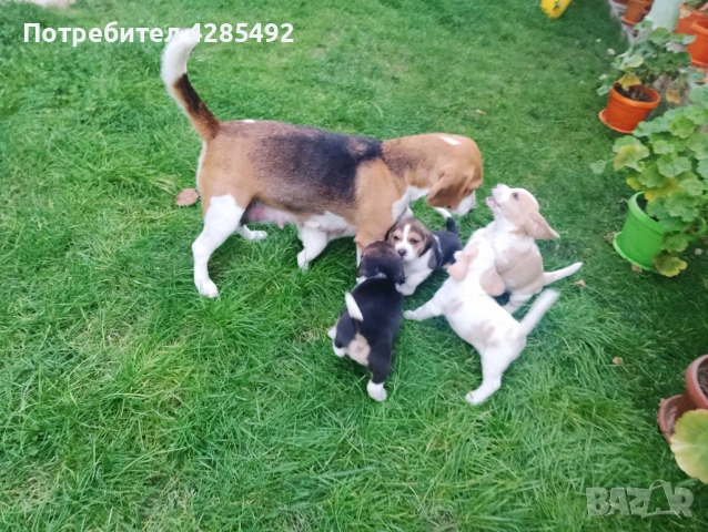 Куче порода Бигъл, Чистокръвни бигълчета , снимка 9 - Бигъл - 52429439