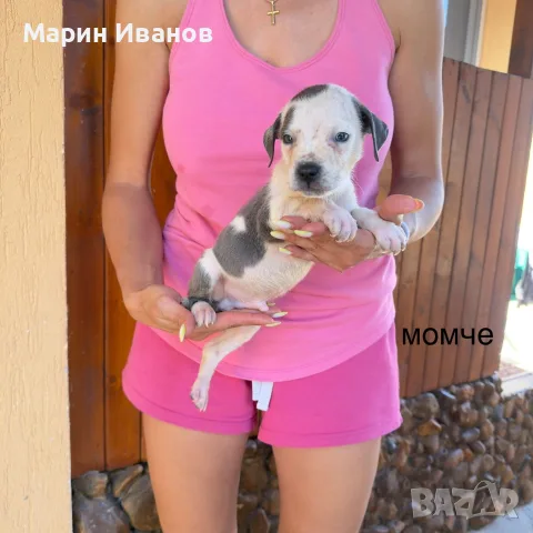 Сини питбулчета 3 момичета и 1 момче!, снимка 3 - Питбул - 55749338