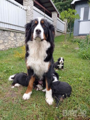 Бернски зененхунд , снимка 2 - Други - 41309362