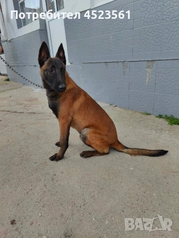 Белгиска овчарка, снимка 2 - Белгийска овчарка - 53669054