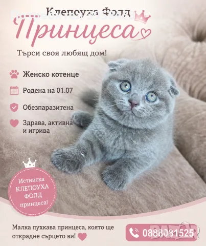 Продава се Клепоуха Принцеса 