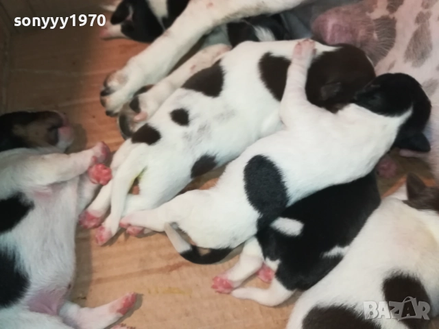 ДЖАК РЪСЕЛ-КУЧЕНЦА 1908251818, снимка 8 - Джак ръсел териер - 51420983