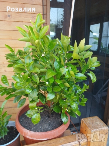 Каламондин, снимка 1