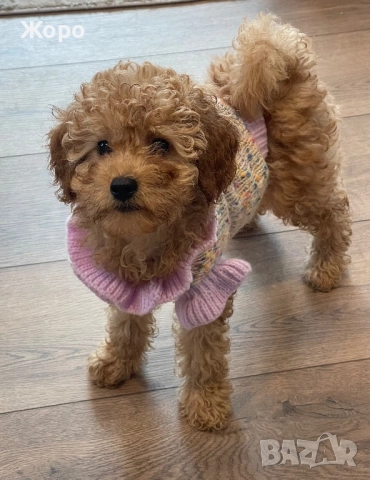 Той пудел момиче, снимка 2 - Пудели - 52582934