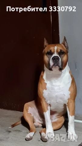 Американски стафордширски териер - елитни родители с родословие , снимка 7 - Американски стафордширски териер - 51258763