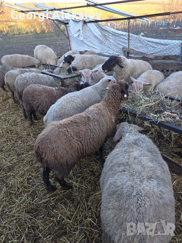 Овце от месодайни породи, снимка 2 - Овце - 53749231