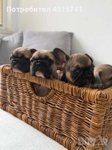 Френски булдог