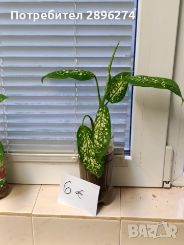  Дифенбахия , снимка 7 - Стайни растения - 46264327