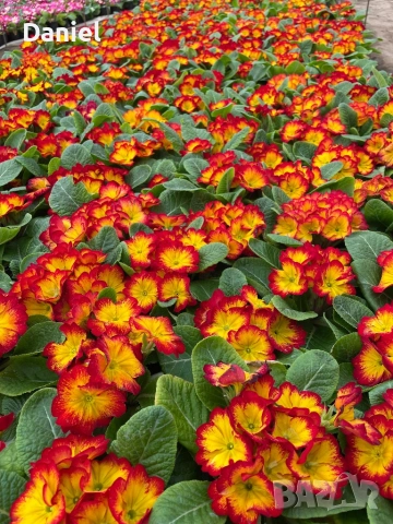 Иглика, снимка 1 - Градински цветя и растения - 53354409