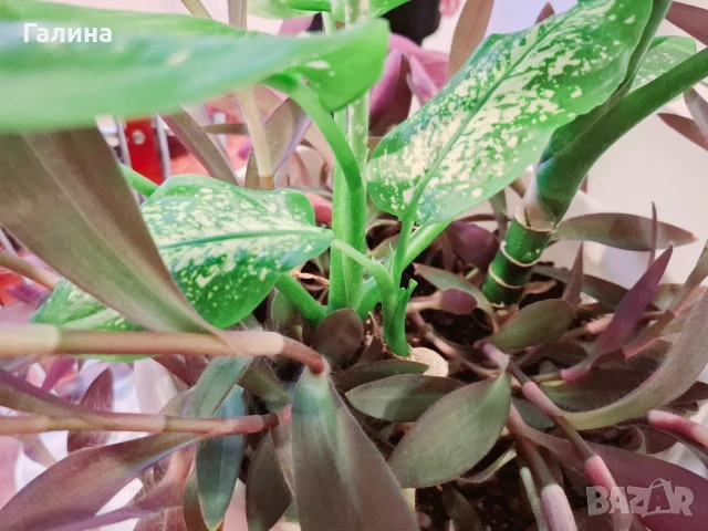 Дифенбахия + Пурпорно сърце, снимка 5 - Стайни растения - 51187234