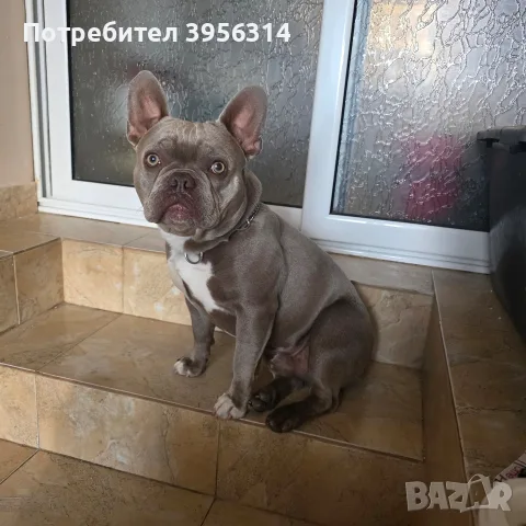 Френски булдог ., снимка 3 - Френски булдог - 55830702