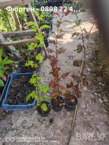 Декоративна червена ябълка Малус, снимка 9 - Разсади - 50369122