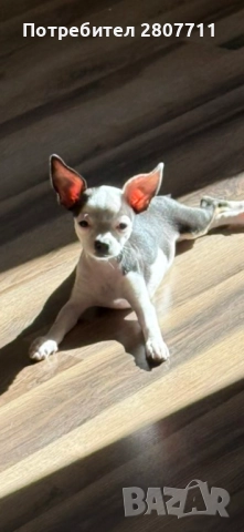 Чистокръвни чихуахуа , снимка 1