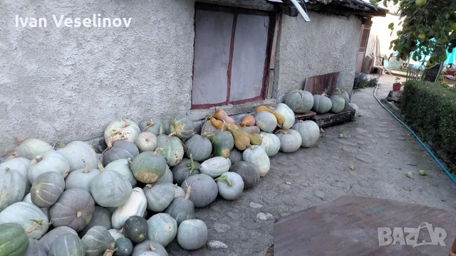 Продавам Бели тикви, снимка 4 - Домашни продукти - 56348085