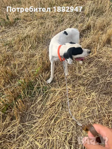 Английски пойнтер