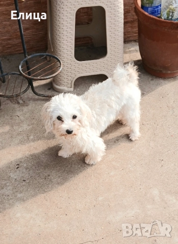 малтийска болонка, снимка 2 - Болонка - 52476796