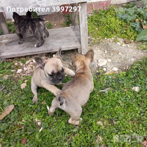 Вече с две ваксини и обезпаразитени многократно , снимка 3 - Френски булдог - 52972303