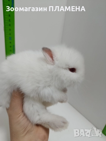 Мини зайчета , снимка 8 - Декоративни зайчета - 52481352
