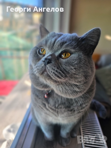 ЧИСТОКРЪВЕН МЪЖКИ БРИТАНЕЦ ЗА РАЗПЛОД