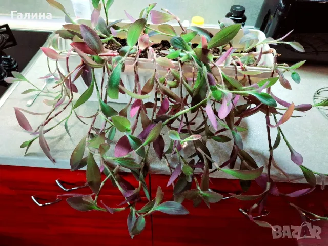 Цвете Традесканция Пурпурно сърце