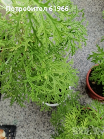 Красиво Холандско и българско индришета! , снимка 10 - Градински цветя и растения - 46921059