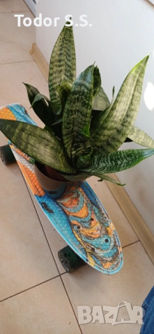 Цвете Сансивера, снимка 2 - Стайни растения - 53755624