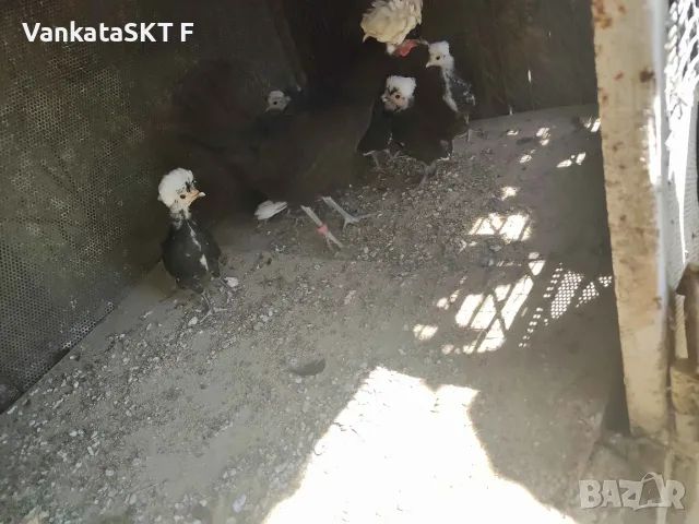 Къчолати Пиленца, снимка 4 - други­ - 55736385