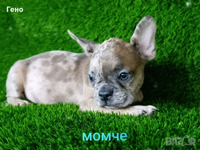 Френски болдоци , снимка 4 - Френски булдог - 55938093
