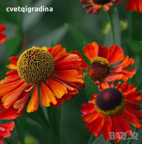 Helenium Red Shades (Хелениум)