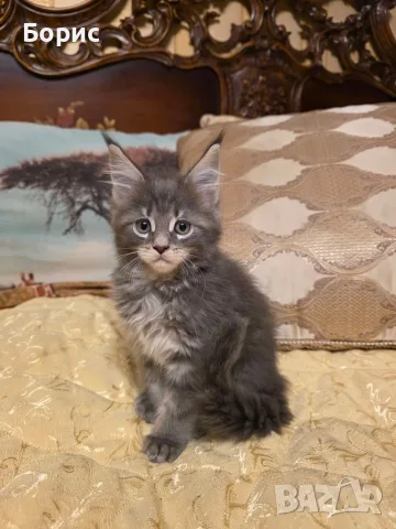 Мейн куун котета, снимка 2 - Мейн кун - 35075644