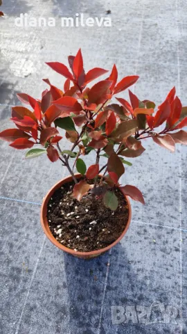  Фотиния Литъл Ред Робин, Photinia fr. Little Red Robin, снимка 5 - Градински цветя и растения - 43806136