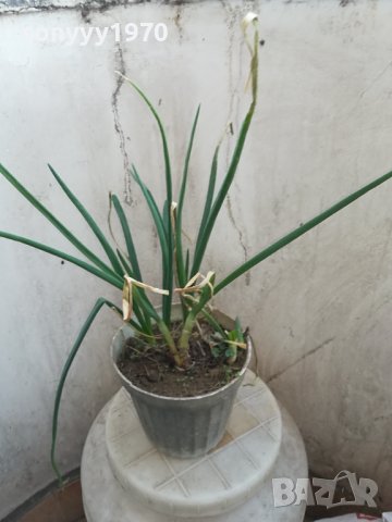 ЛУК ЗАСАДЕН В САКСИЯ 1602241334, снимка 5 - Градински цветя и растения - 44322662