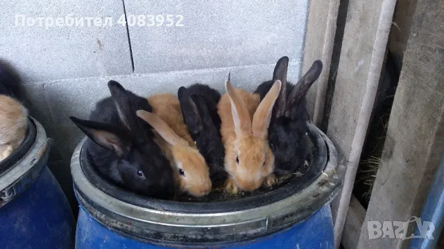 най различни зайци, снимка 3 - Други - 49905491