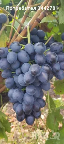 продавам грозде молдова 