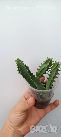 Huernia zebrina, снимка 2 - Стайни растения - 52987838