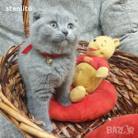 Шотландски котенца на 2 месеца, снимка 4 - Британска късокосместа - 32989455