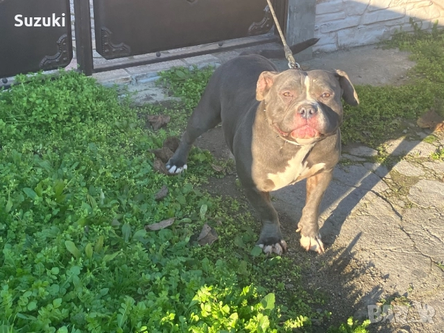 Женско американско були покет , снимка 3 - Питбул - 52776953