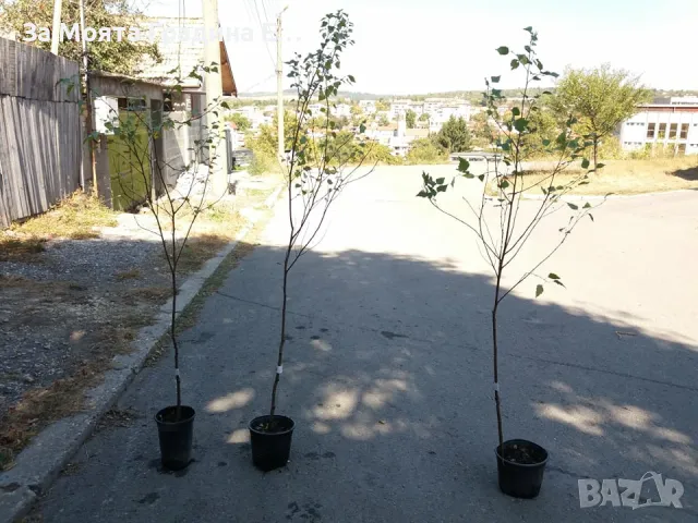 бреза , снимка 4 - Градински цветя и растения - 49425862