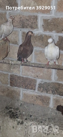Продавам будапещенски, снимка 4 - Гълъби - 53373198