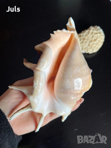 Сувенири морска ръковина, снимка 4 - Декорация за дома - 53566031